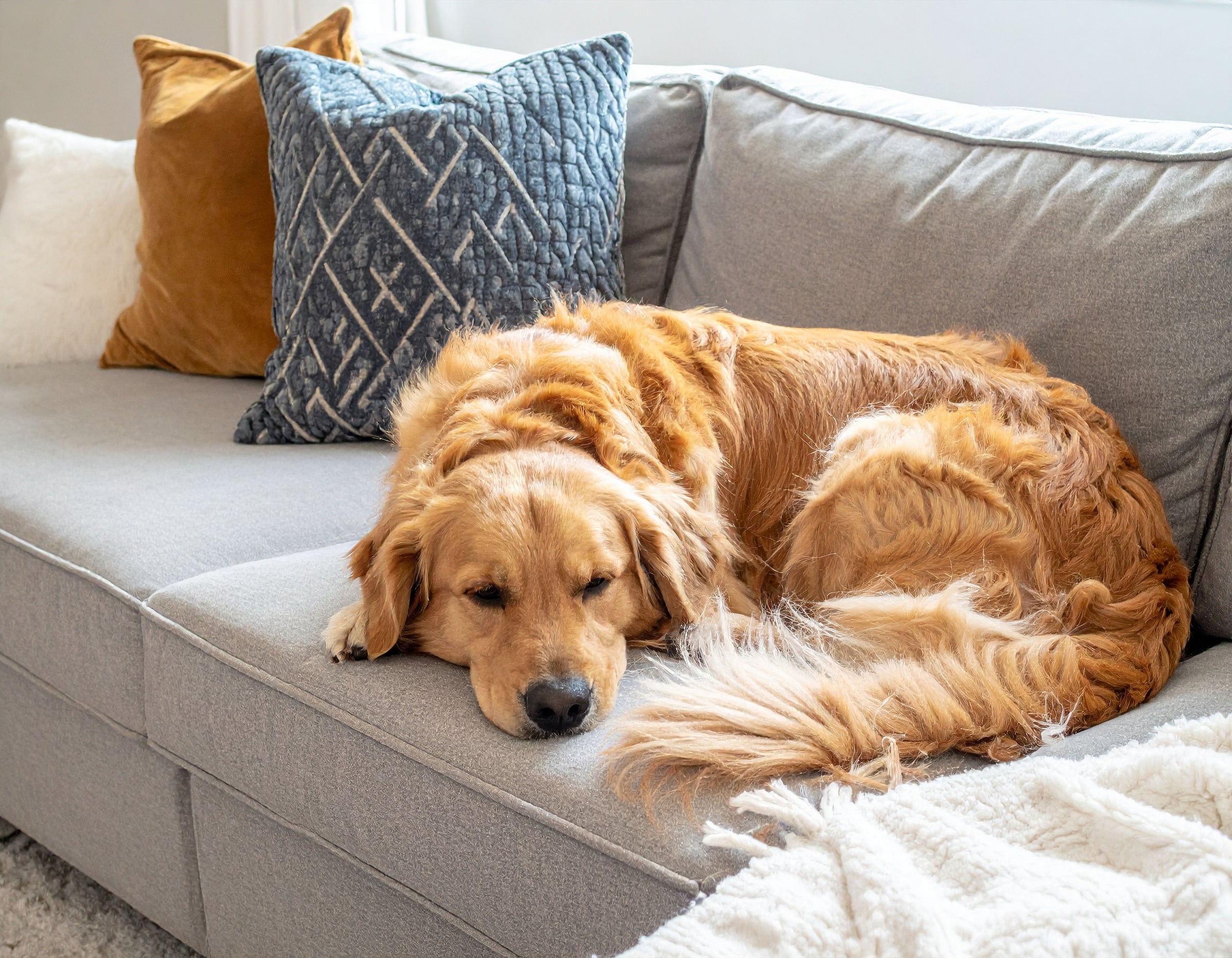 Golden retriever resting peacefully on a soft gray couch