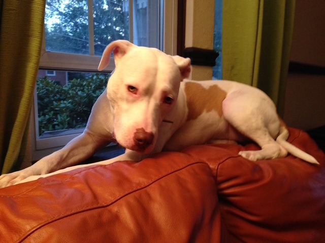Rae resting on a leather couch by the window